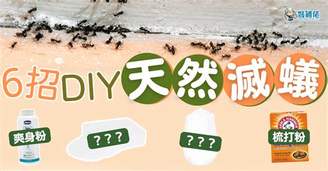 屋企有白蟻|【家居小常識】屋企畀蟻入侵點算好？即睇6大天然滅蟻方法！